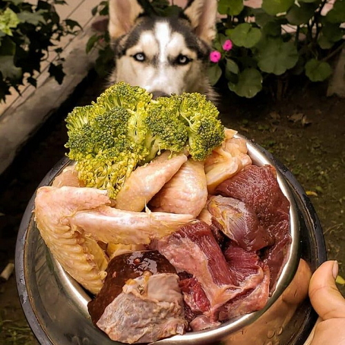 Chó Husky nhìn chăm chú vào tô thức ăn sống gồm cánh gà, thịt bò, gan và bông cải xanh
