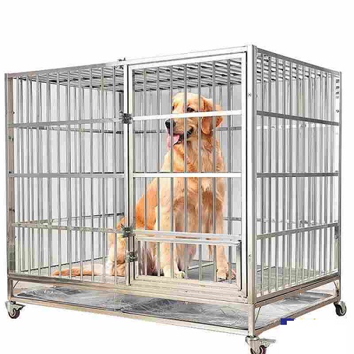Chó Golden Retriever ngồi trong chuồng chó bằng kim loại.