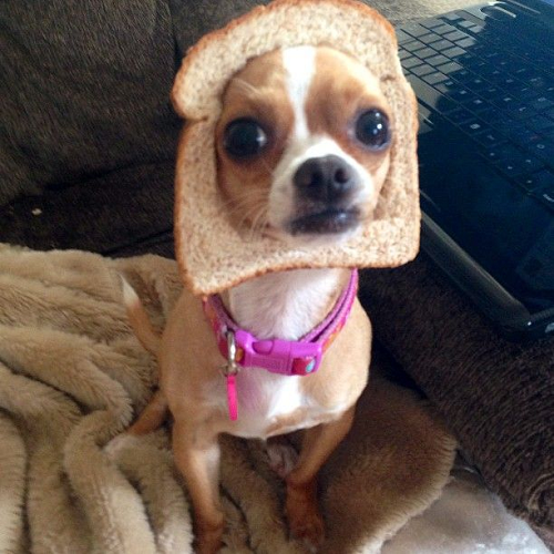Chihuahua đội lát bánh mì lên đầu, mặc vòng cổ hồng ngồi trên ghế.
