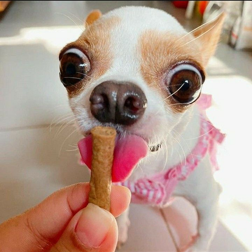Chó Chihuahua mặc váy hồng đang liếm thức ăn khô từ tay người.
