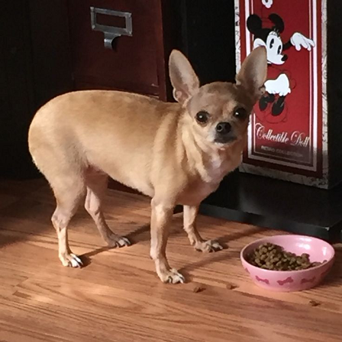Chó Chihuahua đứng cạnh bát thức ăn hạt màu hồng đặt trên sàn gỗ.