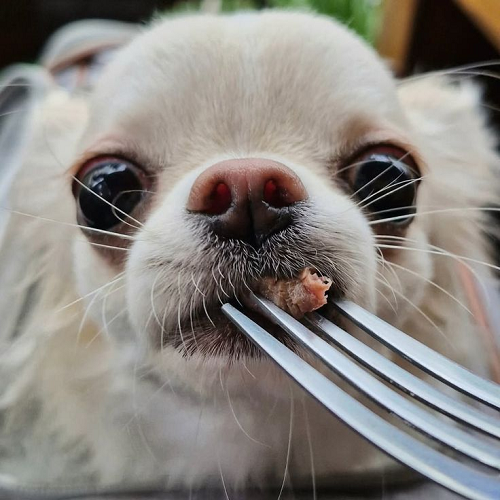 Cận cảnh chó Chihuahua ăn thịt từ nĩa với đôi mắt to tròn dễ thương.