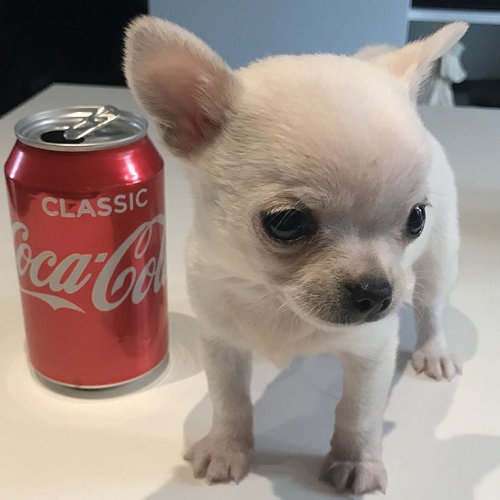 Chihuahua con màu trắng đứng cạnh lon Coca-Cola trên mặt bàn trắng.