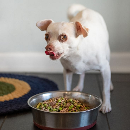 Chó Chihuahua trắng đang liếm môi trước bát thức ăn tự nấu đầy đủ rau và thịt.