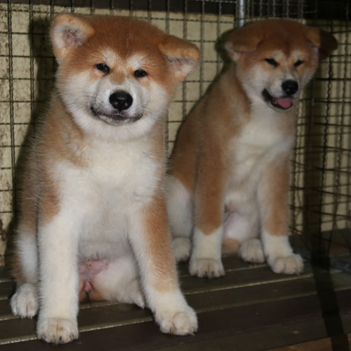 Hai chú chó Akita Inu lông vàng trắng 2 tháng tuổi ngồi trong chuồng