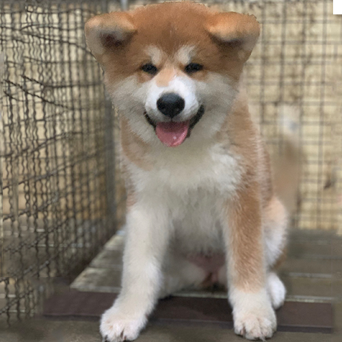 Chó Akita Inu con lông vàng trắng, ngồi trong chuồng, vẻ mặt đáng yêu, lưỡi thè và tai cụp nhẹ