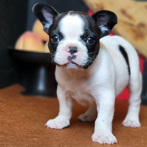 Chó Bull Pháp màu bò sữa mặt ngố siêu đáng yêu