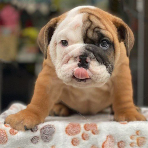 Chó Bulldog Anh 2 tháng tuổi màu nâu trắng lè lưỡi đáng yêu
