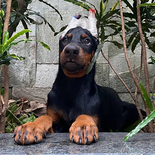Chó Doberman con tên Dobby nằm giữa vườn cây, tai đã cắt và băng định hình.