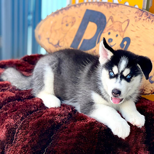 Chó Husky con mắt xanh, nằm trên đệm lông, mũi ướt và nhanh nhẹn.