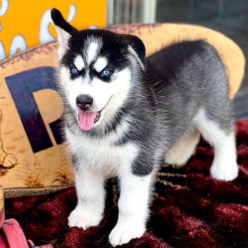 Chó Husky con màu đen trắng với mắt xanh dương nổi bật đang đứng trên thảm nâu