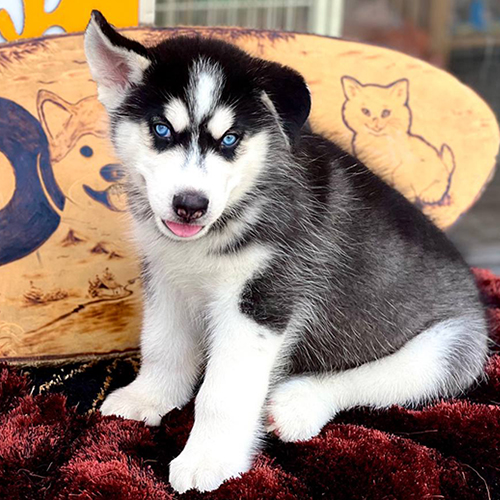 Chó Husky con đen trắng với đôi mắt xanh lam hiếm, ngồi tạo dáng đáng yêu trên thảm đỏ