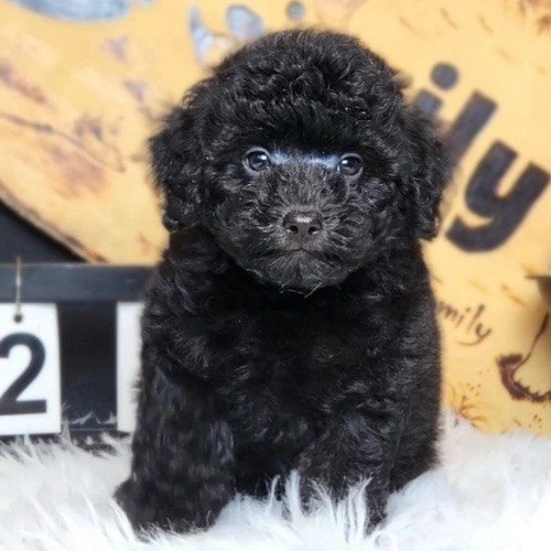 Chó Poodle lông đen tuyền bóng mượt, mang vẻ sang trọng và huyền bí.
