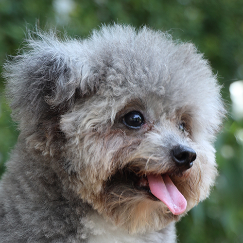 Chó Poodle lông màu xám bạc đậm, sáng dần khi trưởng thành, mang vẻ quý phái và sang trọng.
