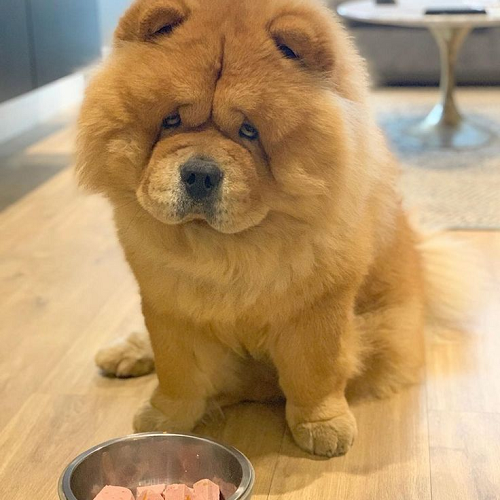 Chó Chow Chow lông xù màu nâu đỏ, ngồi trước tô thức ăn, vẻ mặt nghi ngờ hài hước