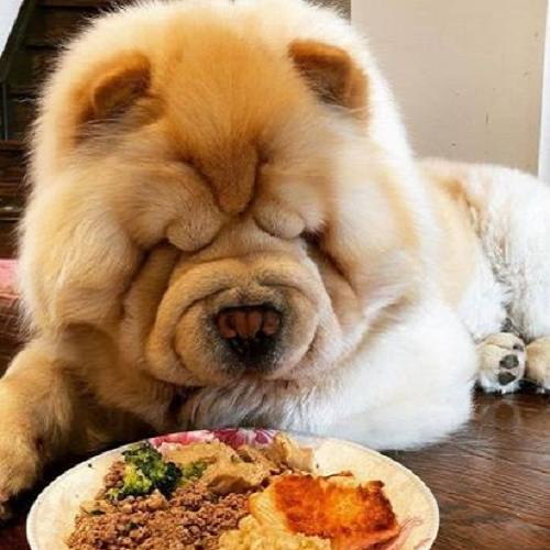 Chó Chow Chow lông trắng kem đang ngắm đĩa thức ăn tươi nấu tại nhà, biểu cảm hài hước