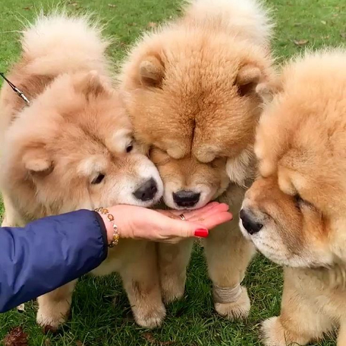 Ba chó Chow Chow ăn từ tay người giữa sân cỏ