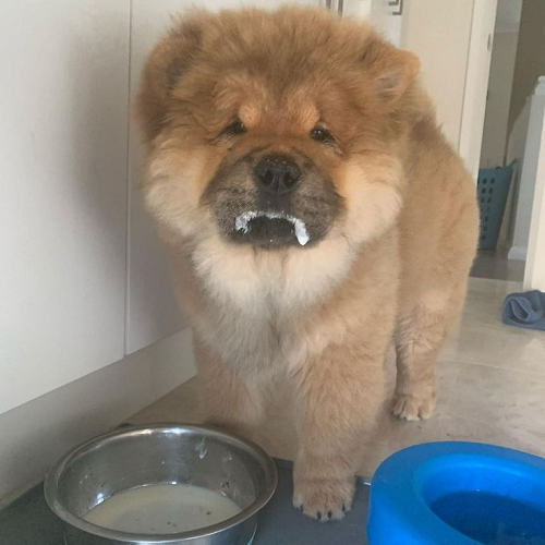 Chó Chow Chow với miệng dính sữa sau khi uống, bên cạnh bát ăn và nước