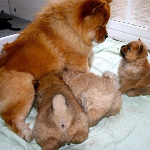 Chó Chow Chow mẹ đang chăm sóc đàn con sơ sinh nằm bú sữa