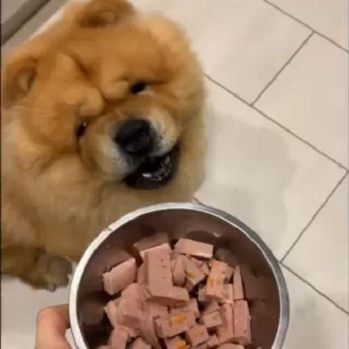 Chó Chow Chow con đang chuẩn bị ăn pate trộn mềm trong bát inox