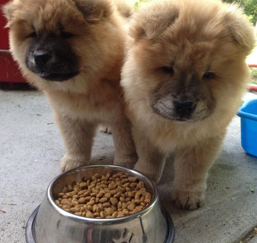 Hai chó con Chow Chow bên bát thức ăn khô ngâm mềm