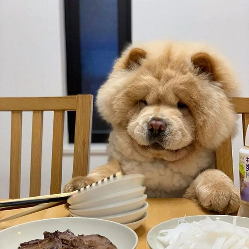 Chó Chow Chow dễ thương ngồi bên bàn ăn với bát và đĩa thức ăn
