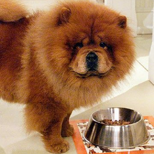 Chó Chow Chow đứng cạnh bát thức ăn khô trong nhà