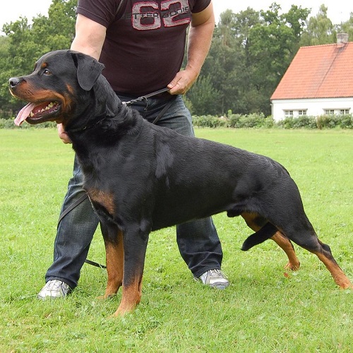 Chó Rottweiler dáng oai vệ được dắt đi huấn luyện ngoài trời