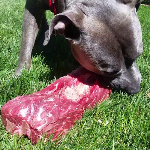 Chó Pitbull lông xám ăn thịt bò sống trên cỏ, tăng cường cơ bắp.