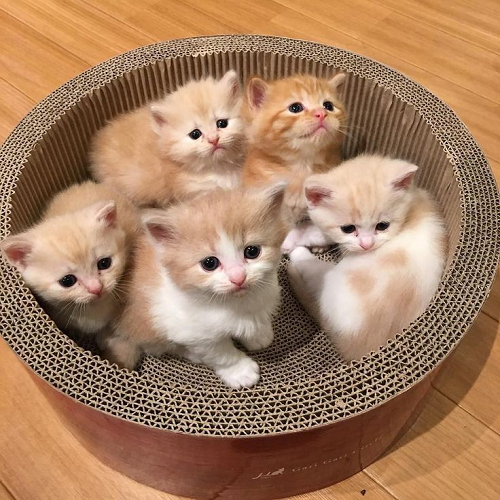 Năm chú mèo con dễ thương đang ngồi trong ổ cào móng bằng carton