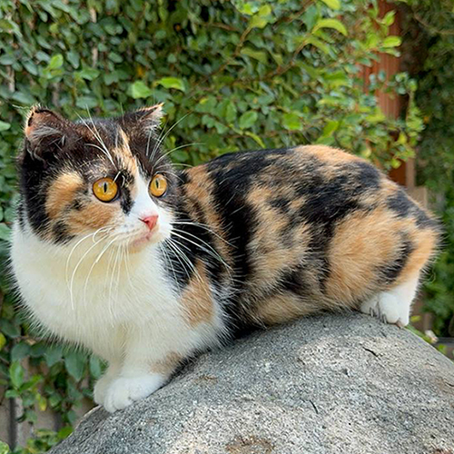 Mèo Munchkin chân ngắn lai Scottish Fold, lông tam thể, mắt vàng, cực kỳ đáng yêu.