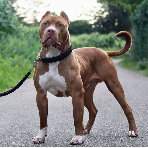 Chó Pitbull tai cắt gọn, lông nâu trắng, dáng đứng oai vệ trên đường vắng.