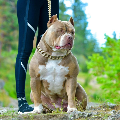 Chó Pitbull ngồi cạnh người huấn luyện, đeo dây xích vàng, cơ bắp rõ nét.