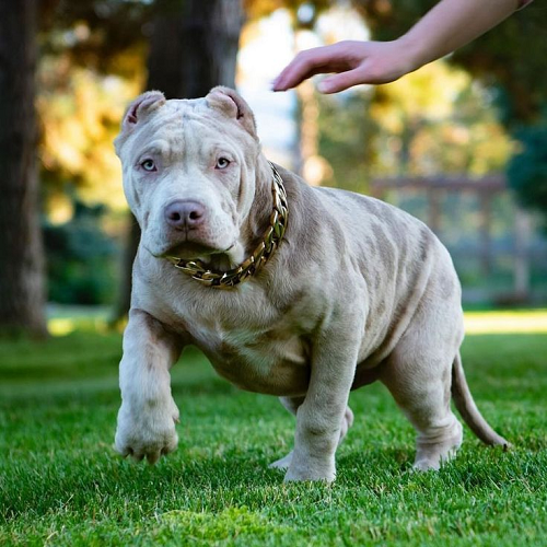 Chó Pitbull con màu xám đốm, tai cắt gọn, đeo vòng cổ vàng, đi trên bãi cỏ xanh.