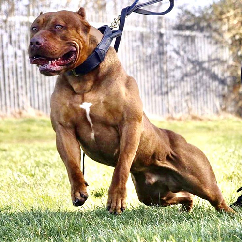 Chó Pitbull cơ bắp màu nâu đỏ, đeo dây dắt, đứng trên cỏ chuẩn bị huấn luyện.