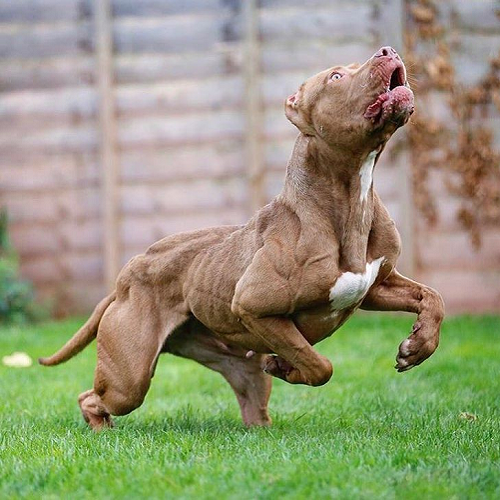 Chó Pitbull thuần chủng lông nâu đỏ, cơ bắp nổi rõ, đang bật nhảy trên cỏ.