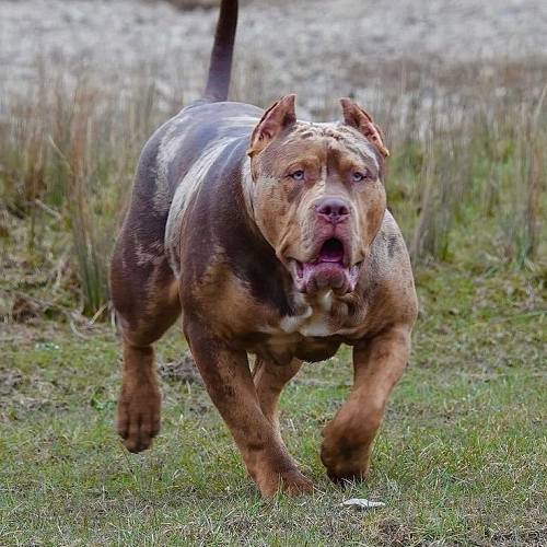 Chó Pitbull vạm vỡ lông đốm đang chạy bền ngoài trời, cơ bắp rõ nét.
