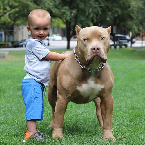 Chó Pitbull lông vàng tai cắt đứng cạnh em bé, đeo vòng cổ xích bạc, ở công viên.