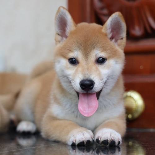 Chú chó Shiba Inu con lông vàng đáng yêu nằm thư giãn, thè lưỡi.