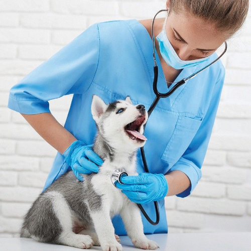 Bác sĩ thú y của Chomeocanh.com chăm sóc chó sau tiêm phòng
