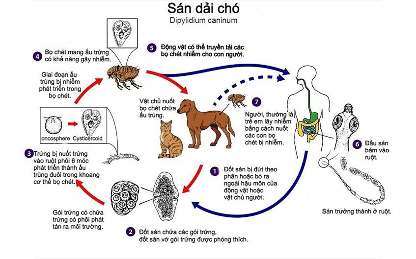 Sơ đồ vòng đời sán chó từ trứng đến trưởng thành