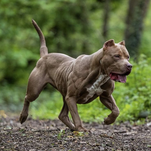Chó Bully cơ bắp đang chạy trong rừng, năng động và phản xạ tốt sau khi được huấn luyện