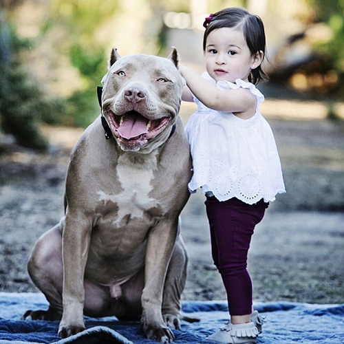 Bé gái vui vẻ bên chó Bully hiền lành, biểu tượng của sự gắn bó và huấn luyện đúng cách