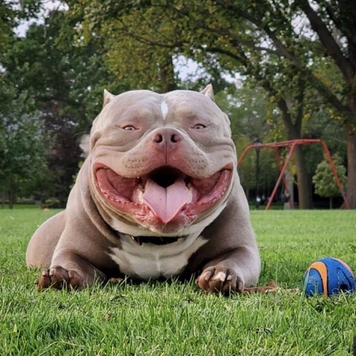 Chó Bully nằm cười tươi trên cỏ với quả bóng, sau khi được huấn luyện đúng cách