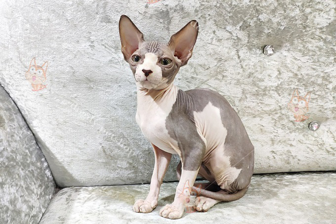 Mèo sphynx không lông màu bicolor