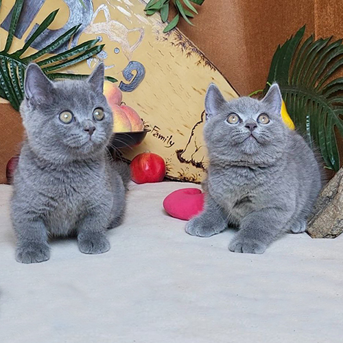 Hai bé mèo Munchkin chân ngắn lông xám xanh đang chơi đùa vui vẻ.