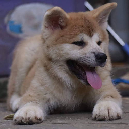 Chó Akita Inu lông vàng trắng đang nằm nghỉ, lưỡi thè ra đáng yêu