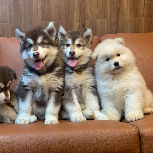 Ba chú chó Alaska con ngồi trên ghế sofa, khỏe mạnh và đáng yêu