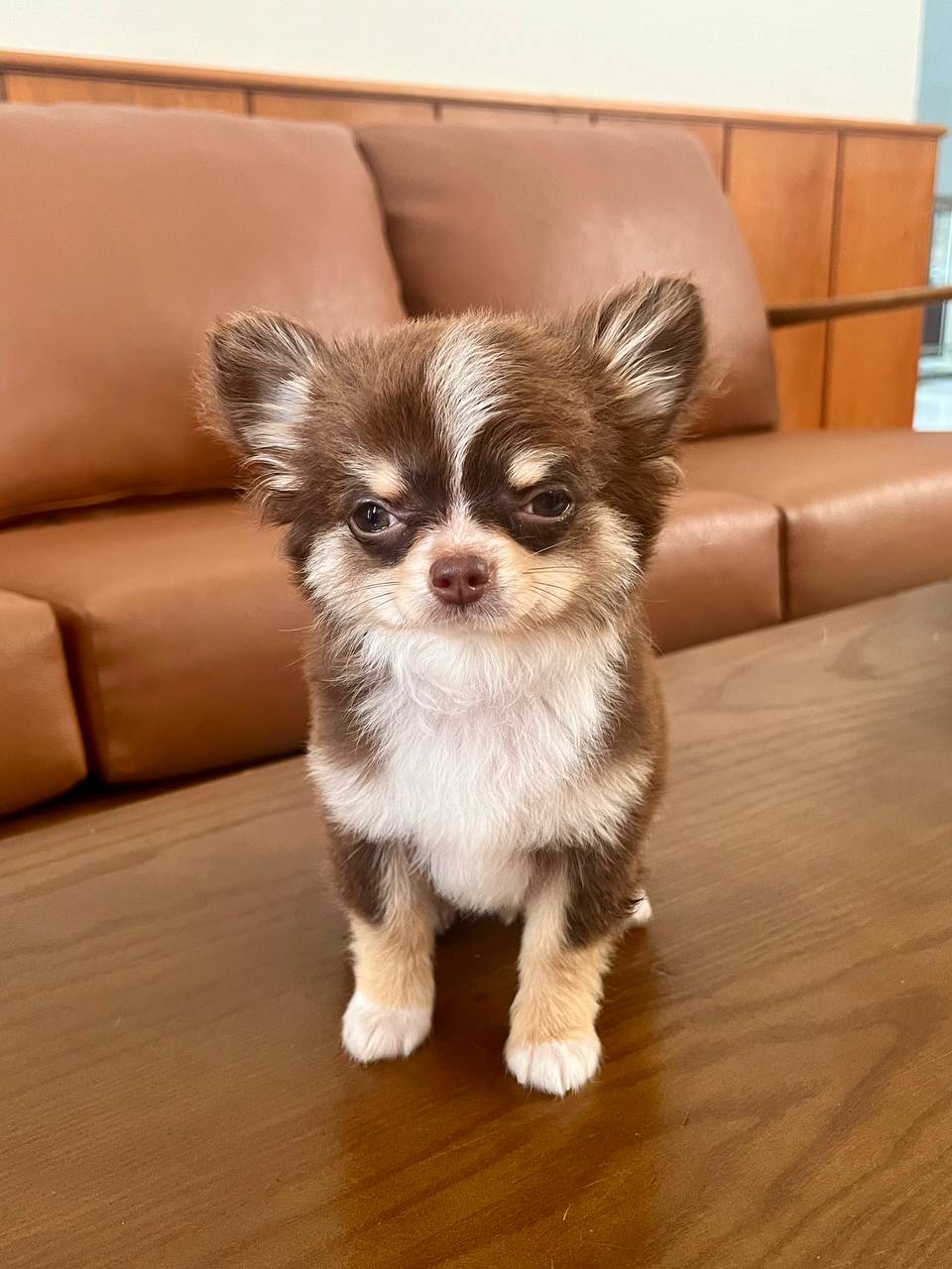 Chó Chihuahua giá bao nhiêu, mua bán ở đâu