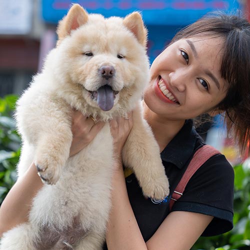 Chow Chow lông vàng mềm được cô gái bế, gương mặt đáng yêu và điềm tĩnh.